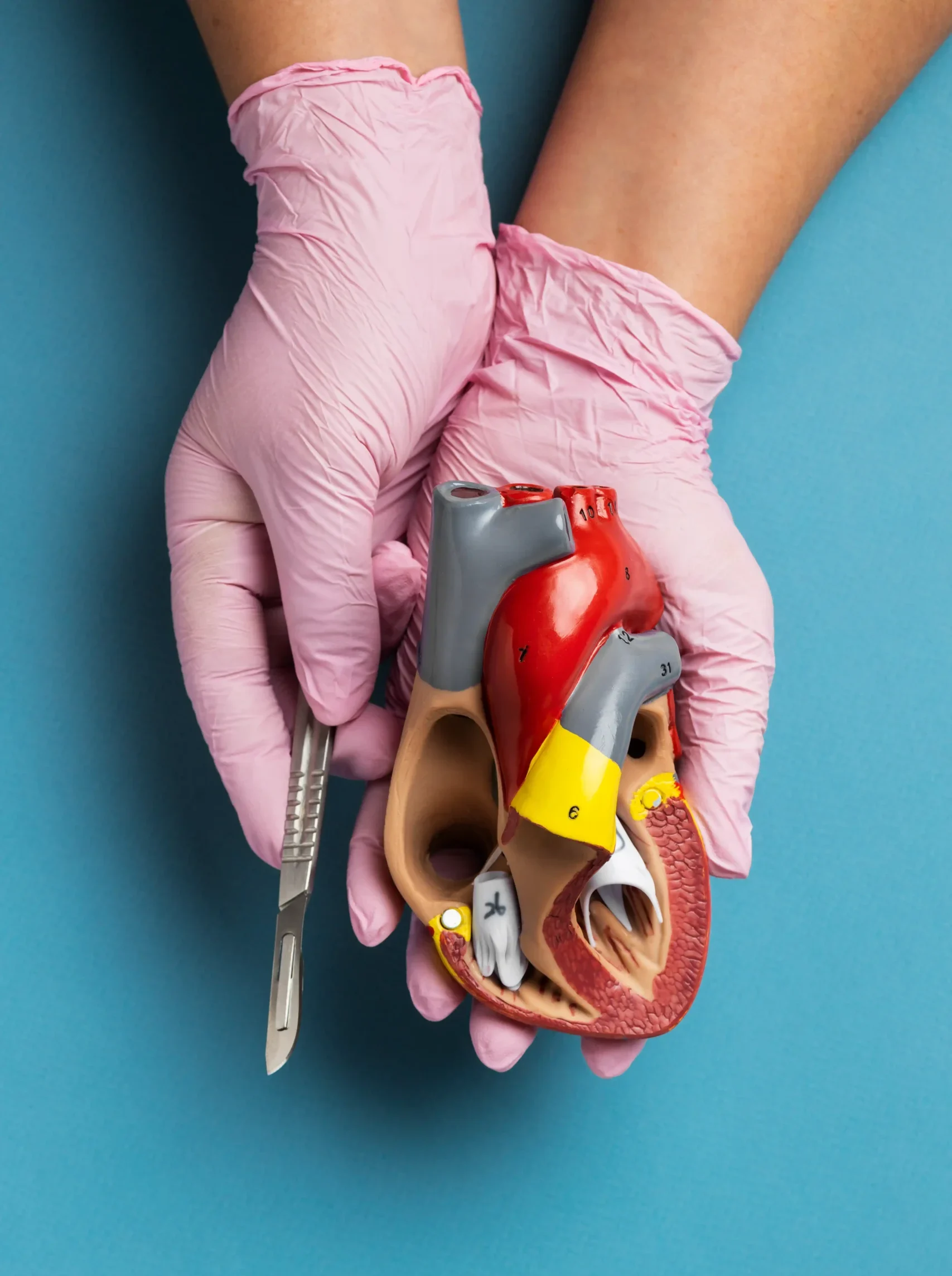 person-holding-anatomic-heart-model-educational-purpose